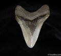 Beautiful Inch Megalodon Tooth #95-2